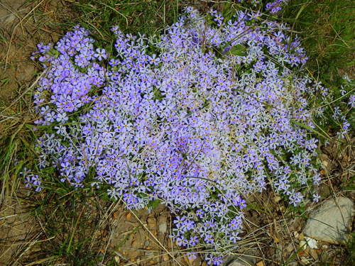 GDMBR: A blue flowering plant.